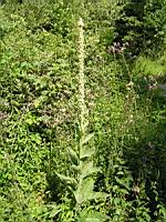 Bouillon blanc (03) (Photo F. Mrugala)